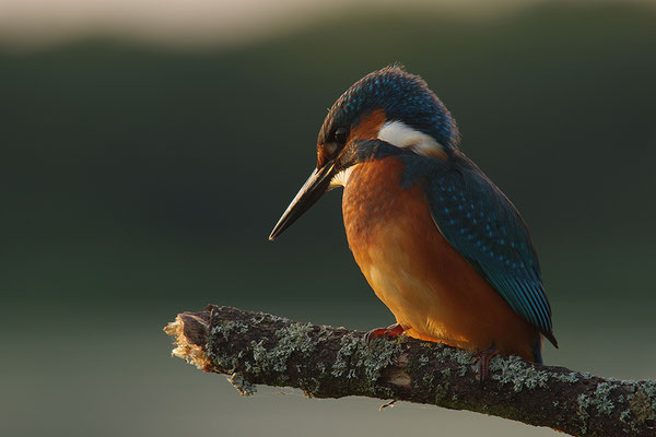 Eisvogel