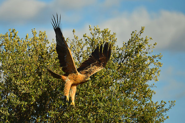 Kaiseradler Jungvogel
