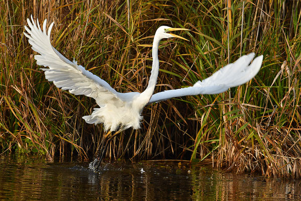 Silberreiher im Abflug