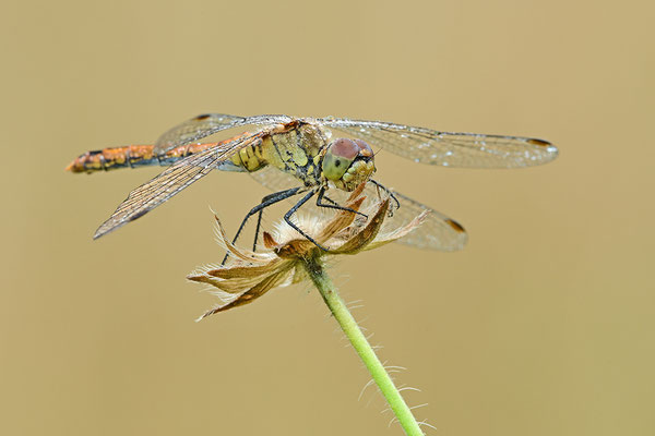 Heidelibelle