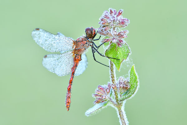 Heidelibelle mit Morgentau