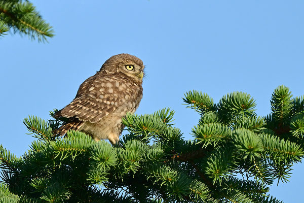 Steinkauz Jungvogel