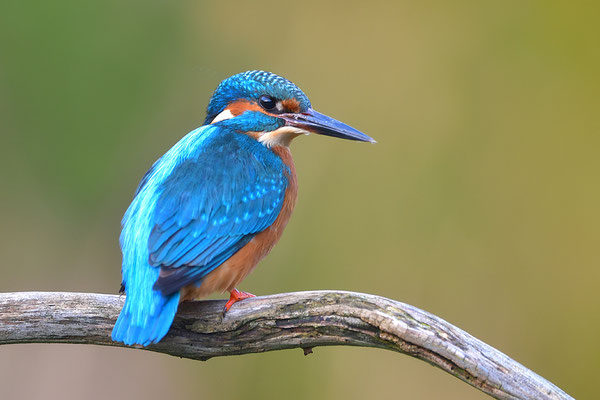 Eisvogel Männchen