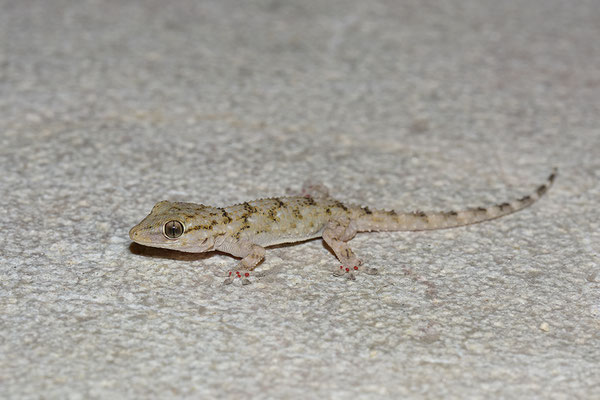 Mauergecko