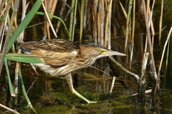 Zwergdommel Jungvogel
