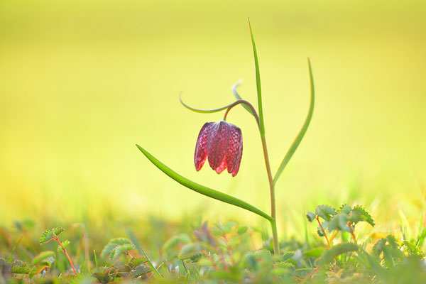 Schachbrettblume