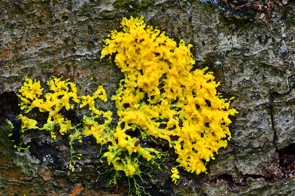 Gelbe Lohblüte