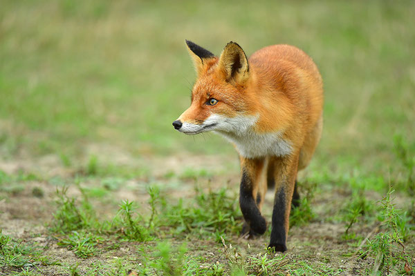 Fuchs