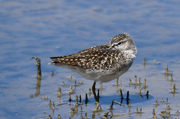 Bruchwasserläufer