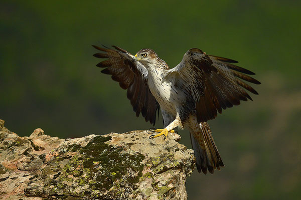 Habichtsadler