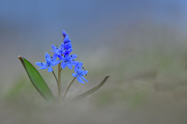 Blaustern