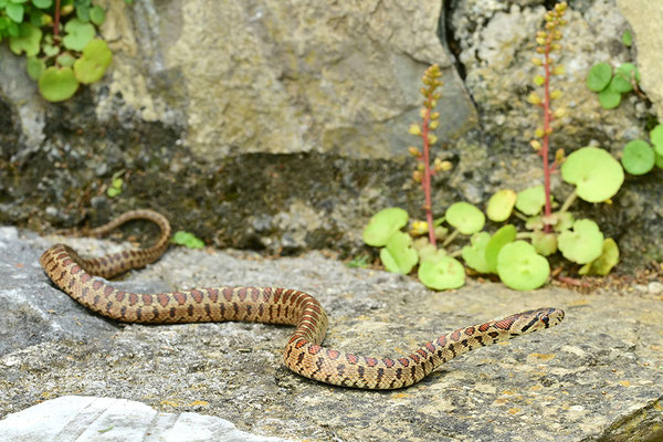 Leopardnatter