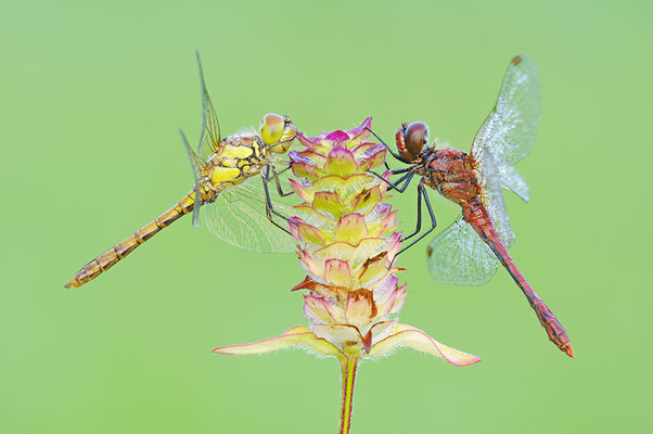 Blutrote Heidelibelle