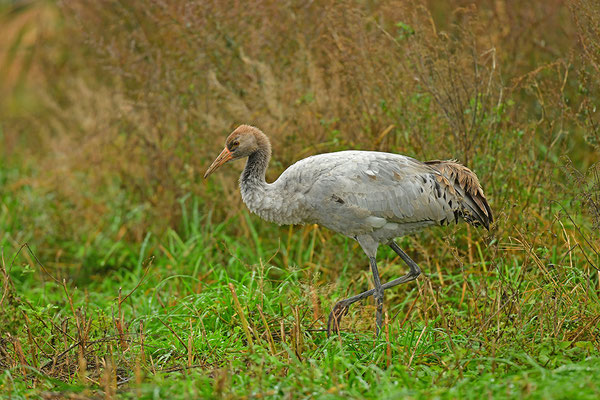 Kranich Jungvogel