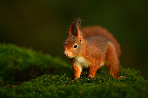 Eichhörnchen