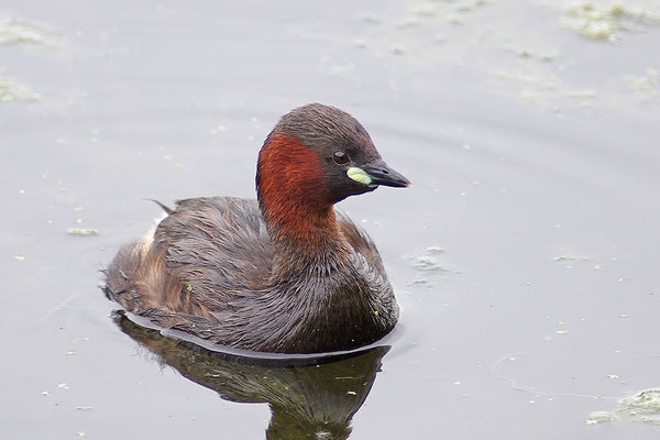 Zwergtaucher