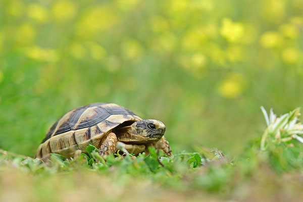 Breitrandschildkröte Jungtier