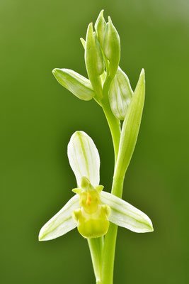 Gelbe Bienenragwurz flavescens