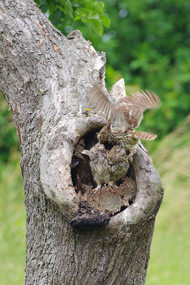 Steinkauz Altvogel beim Füttern