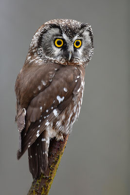 Raufußkauz, Nationalpark Bayrischer Wald Tierfreigelände Neuschönau