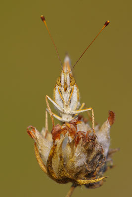 Perlmutterfalter Kopfportrait