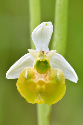 Gelbe Hummelragwurz flavescens