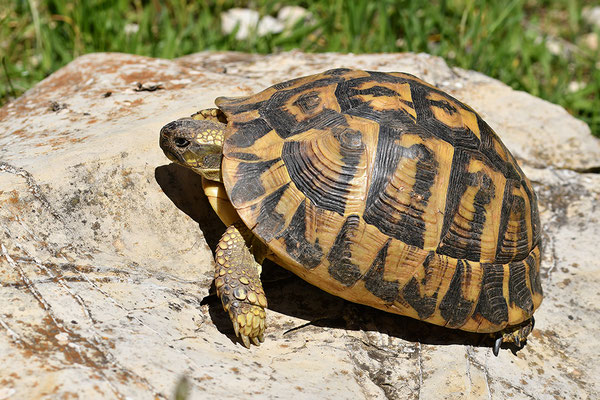 Maurische Landschildkröte