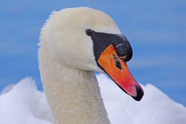 Höckerschwan