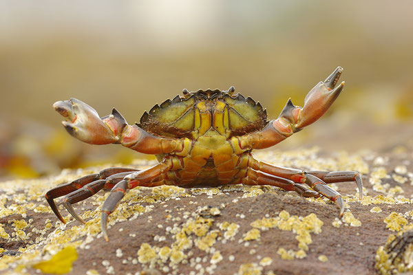 Strandkrabbe