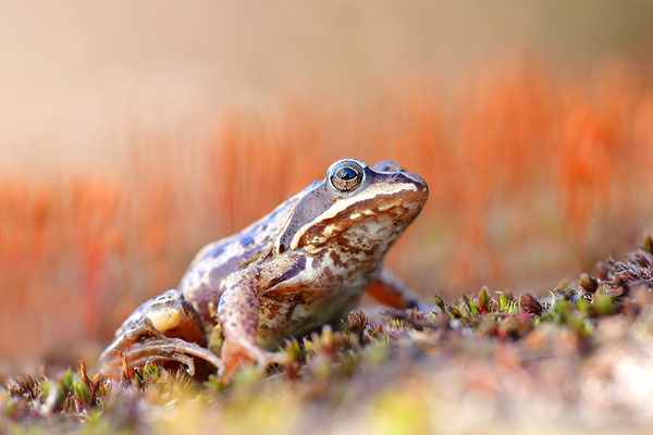 Moorfrosch