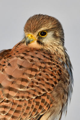 Turmfalke Kopfportrait