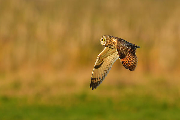 Sumpfohreule im Flug