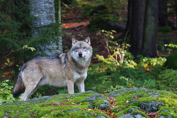 Wolf, Nationalpark Bayrischer Wald Tierfreigelände Neuschönau