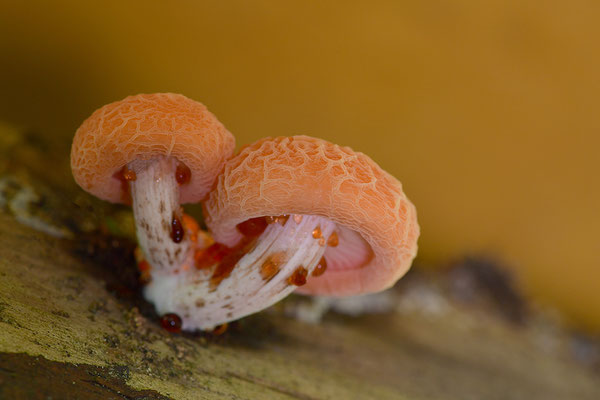 Orangeroter Adernseitling