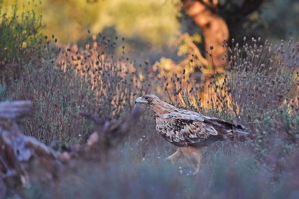 Kaiseradler Jungvogel