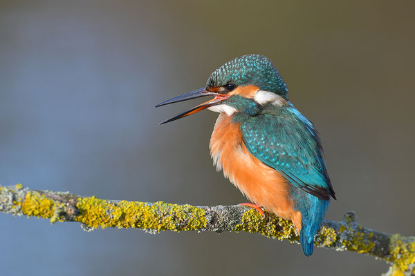 Eisvogel