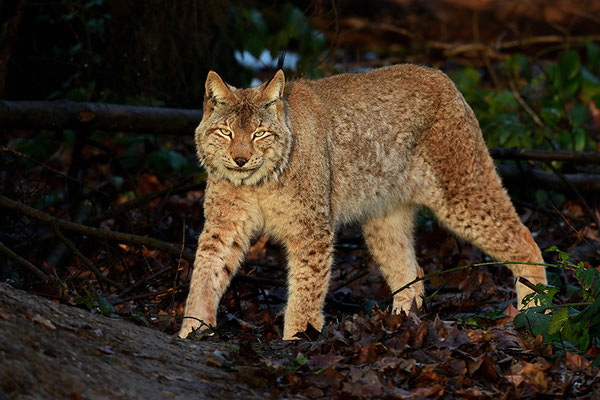 Luchs