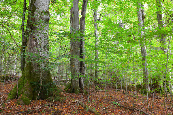 Urwald Bayrischer Wald