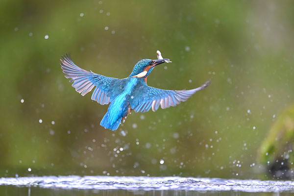 Eisvogel Männchen