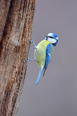 Blaumeise