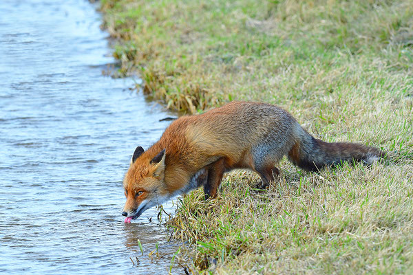 Fuchs trinkend