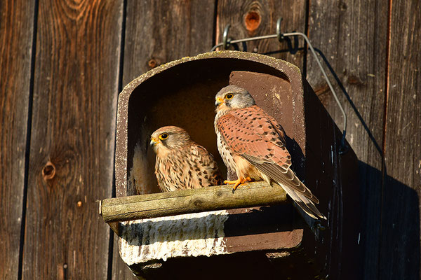Turmfalke Paar in Nistkasten