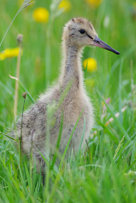 Uferschnepfe Jungvogel