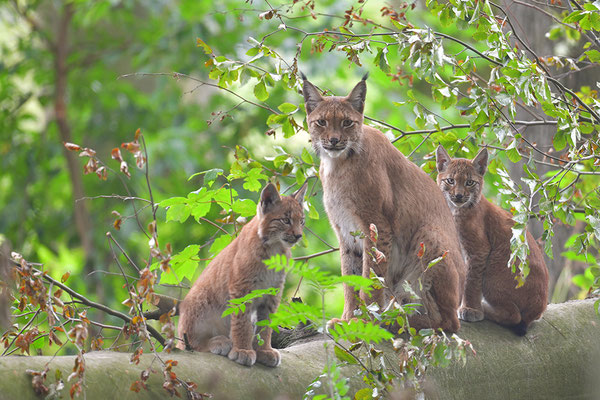 Luchs, Wildpark Anholter Schweiz