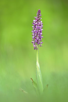 Ohnsporn x Purpurknabenkraut