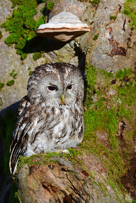 Waldkauz