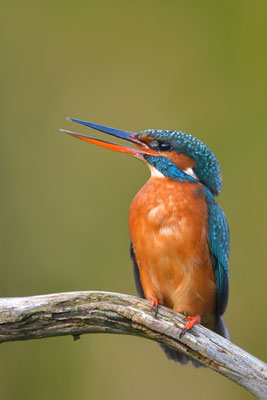 Eisvogel Weibchen