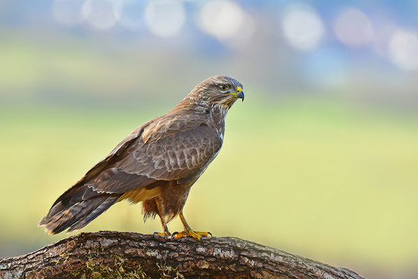 Mäusebussard