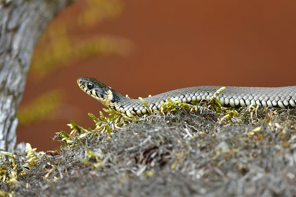 Ringelnatter