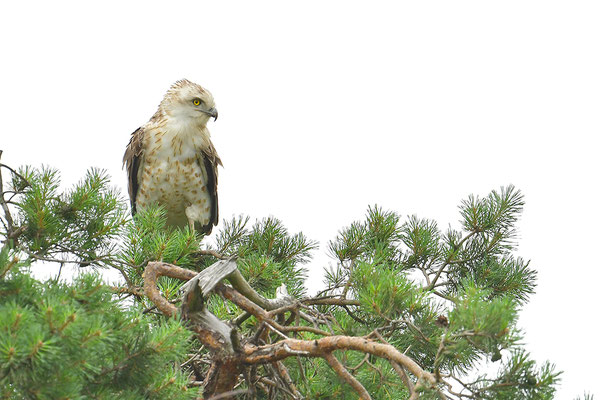 Schlangenadler